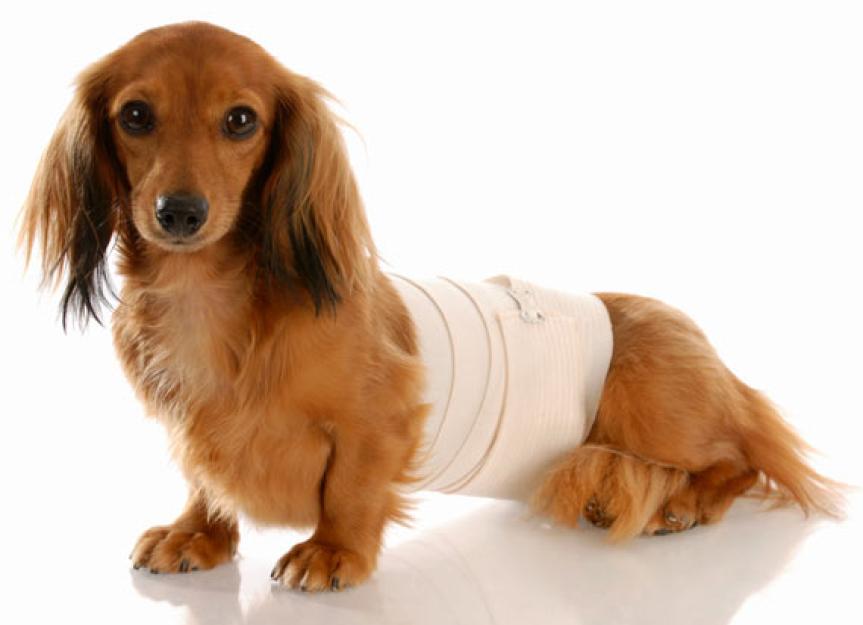 Feeding Dogs with Intervertebral Disc Disease