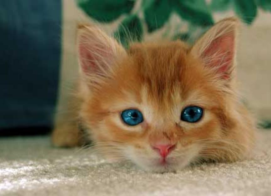 Best Ways to Introduce a New Kitten to Your Home