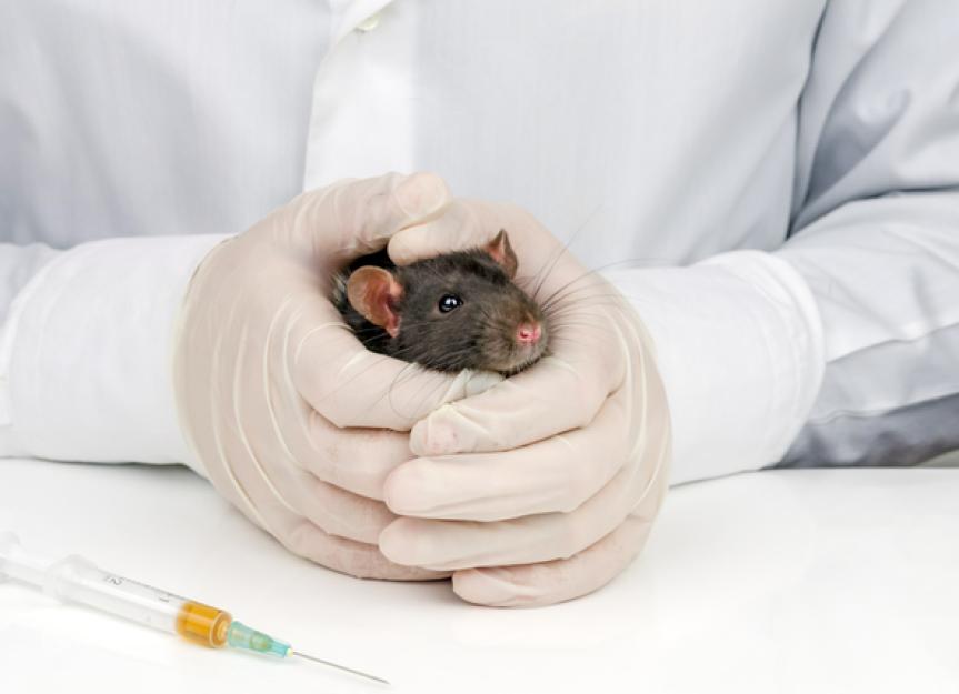 Cancer Treatment for Small Animals
