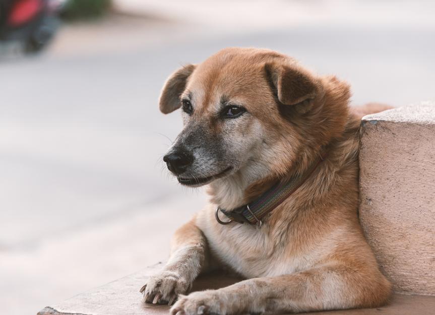 Einwände älterer Haustiere in der Veterinärmedizin
