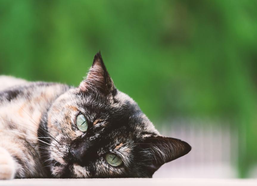 7 Great Reasons to Adopt a Senior Cat