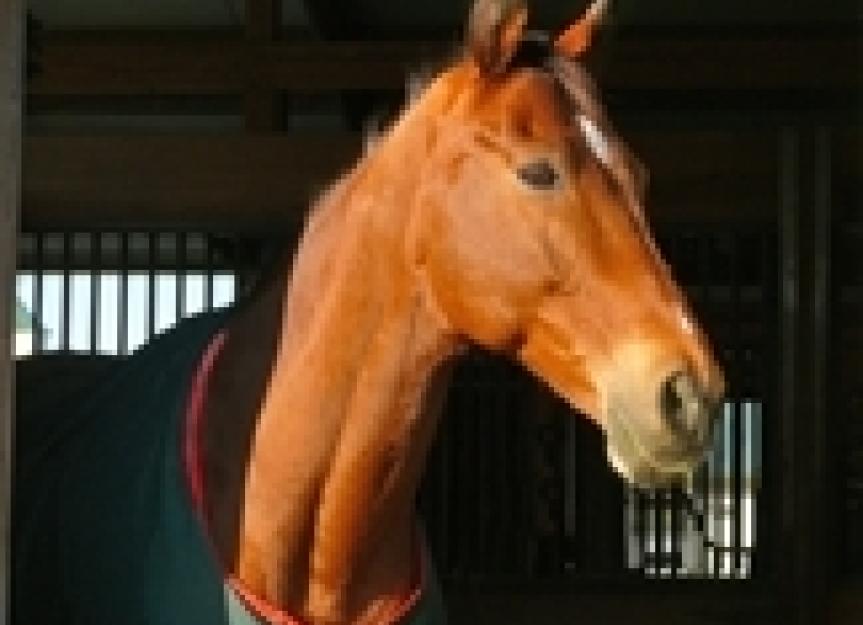 When Horses Stress Out: Gastric Ulcers, Part 1