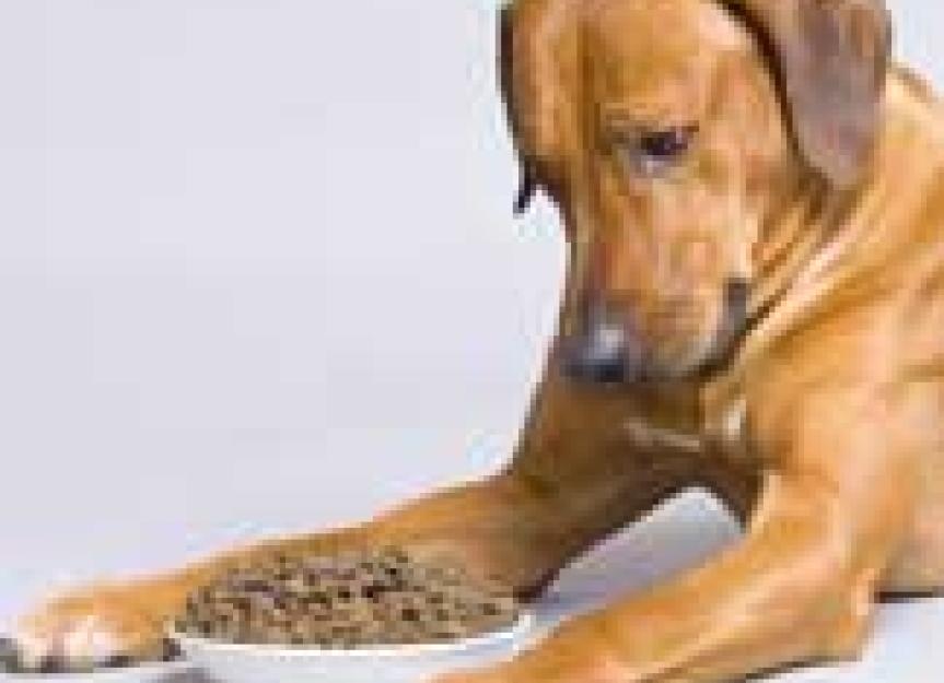 Why FreeFeeding is the Wrong Choice for Most Dogs PetMD