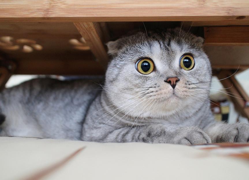 5 Ways to Help a Hiding Cat