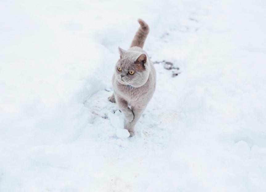 Cat Cold Weather Mistakes to Avoid