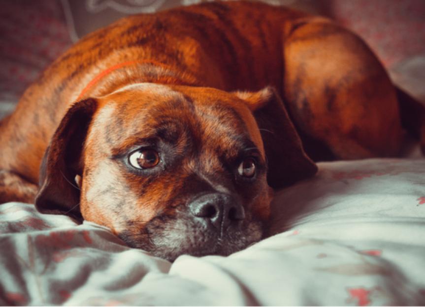 Seasonal Affective Disorder (SAD) in Pets | Can Pets Suffer From Seasonal  Affective Disorder? | PetMD