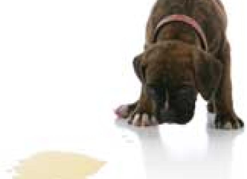 What to do When Your Puppy Pees on Your Shoes PetMD