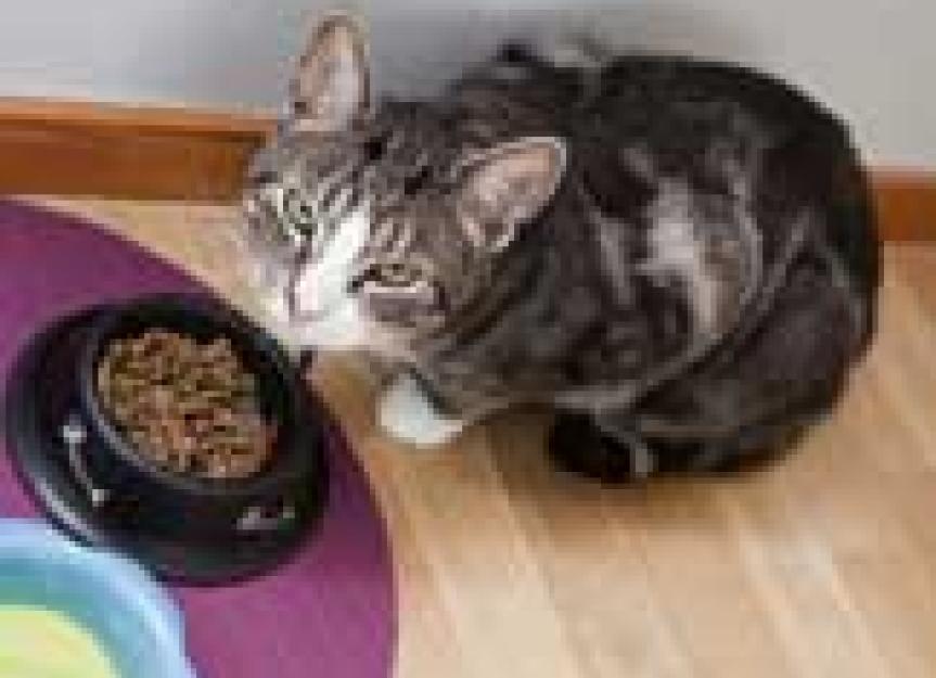Calculating Your Pet's Ideal Weight