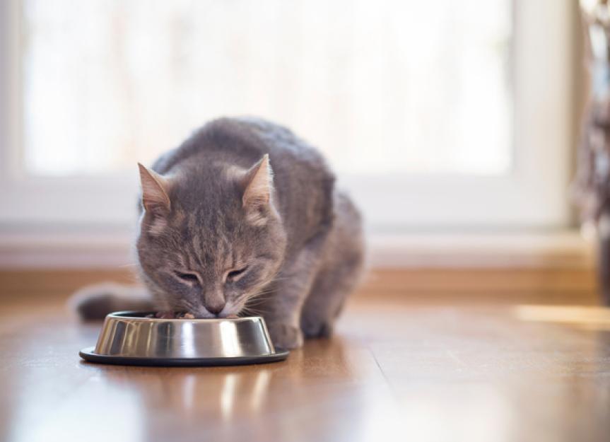 猫的肾脏饮食:要注意什么