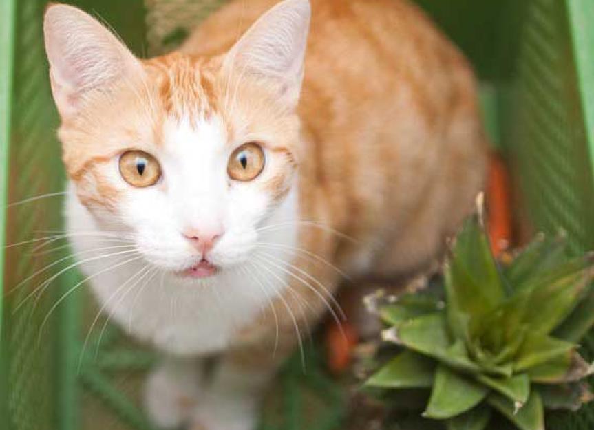 What Makes Cats Carnivores?