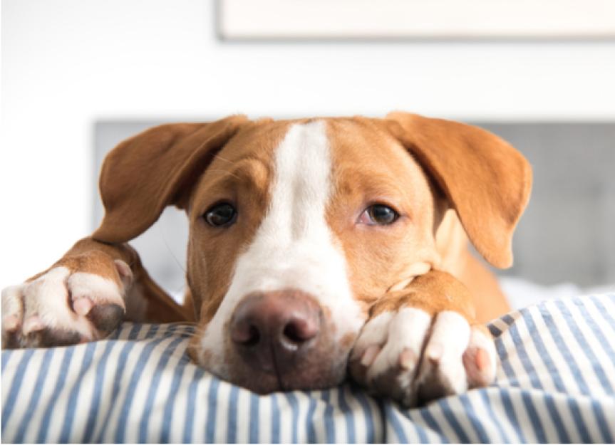 Why Is My Dog Throwing Up Bile? PetMD