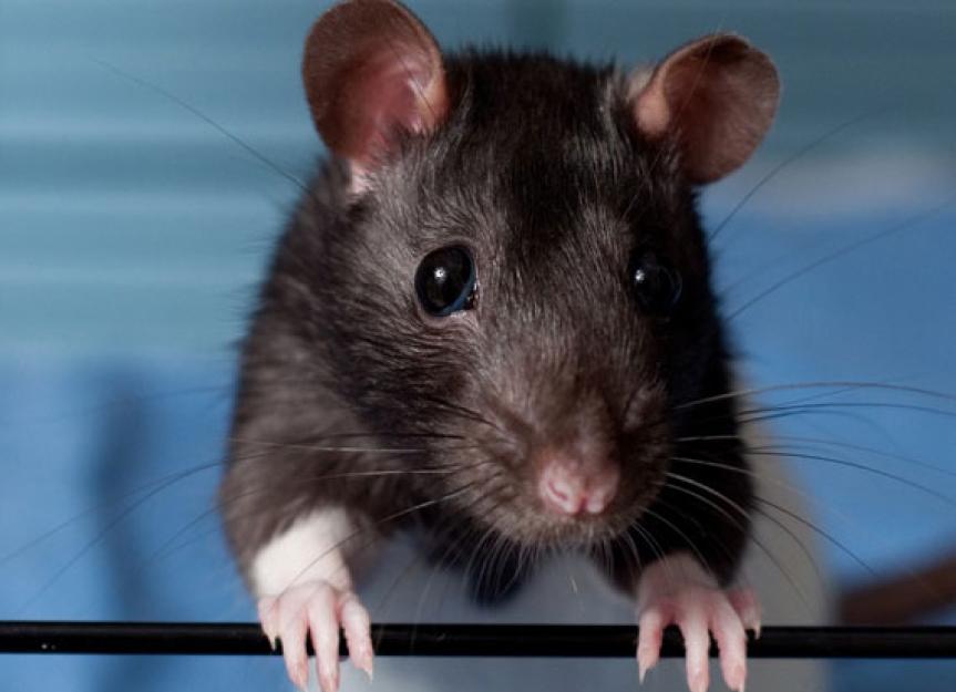 Don't Overlook Rats as Pets