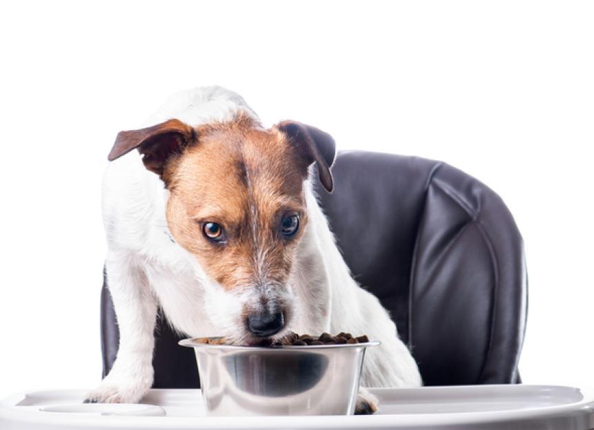 Fats and Oils: Good for Your Dog’s Health?