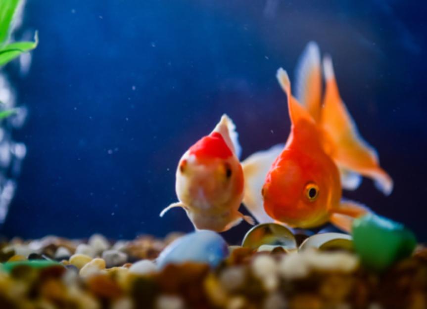 Kidney and Urogenital Disease in Aquarium Fish Kidney Failure in Fish