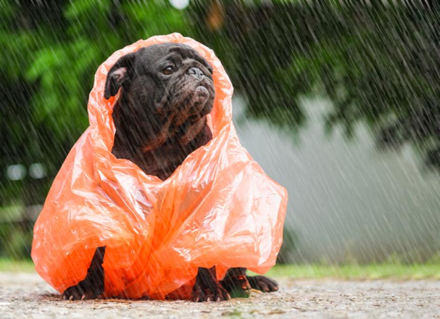 Kann Regen ein Sicherheitsrisiko für Haustiere darstellen?