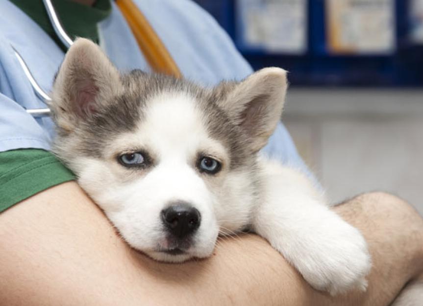 How to Treat H3N2 Flu in Dogs