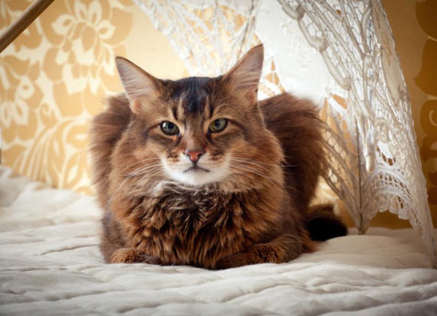 Feline Kidney Disease: A Vet’s Perspective
