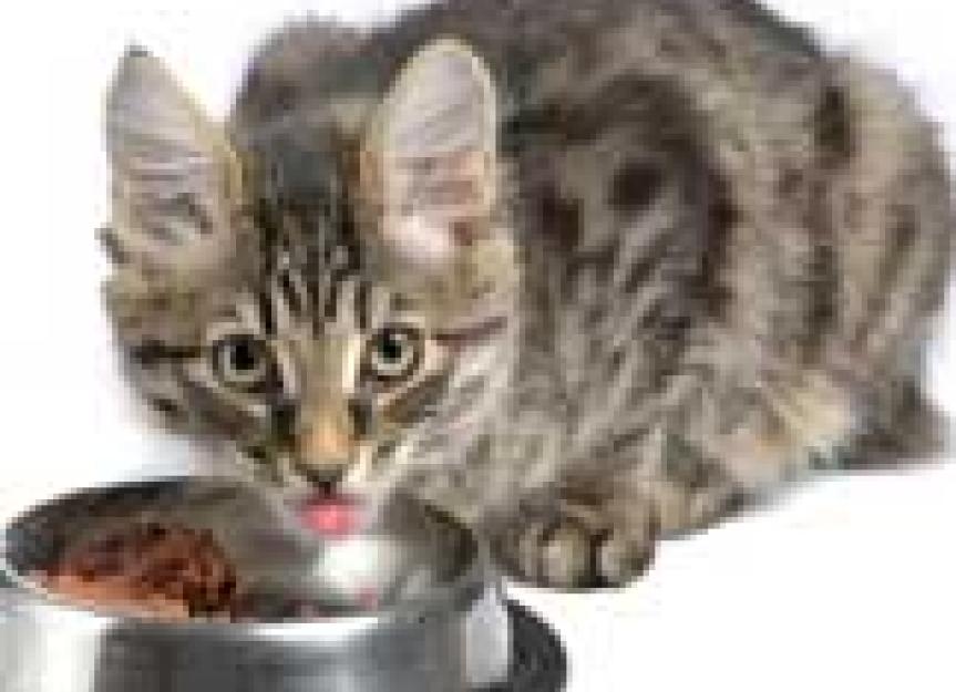 Finicky Felines ... How to Prevent and Overcome Picky Eating