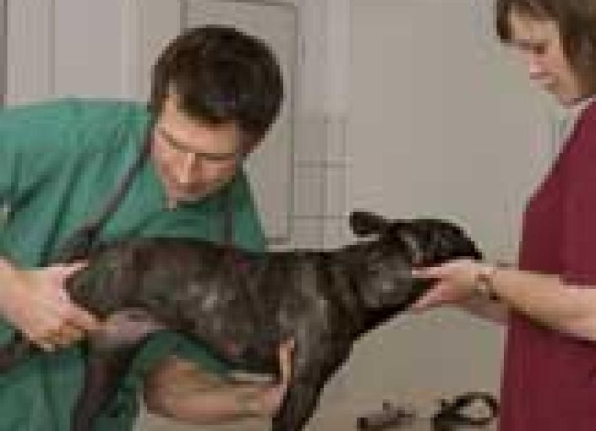 狗和猫淋巴瘤——相似但不相同的疾病