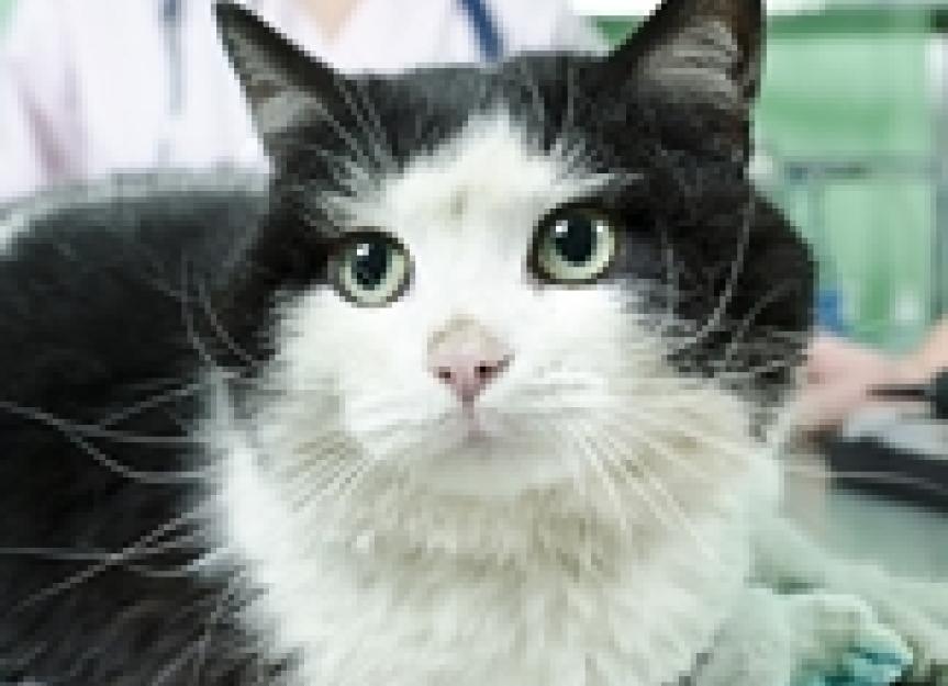 Urinary Tract Blockage Treating Blocked Male Cats Part 1 PetMD