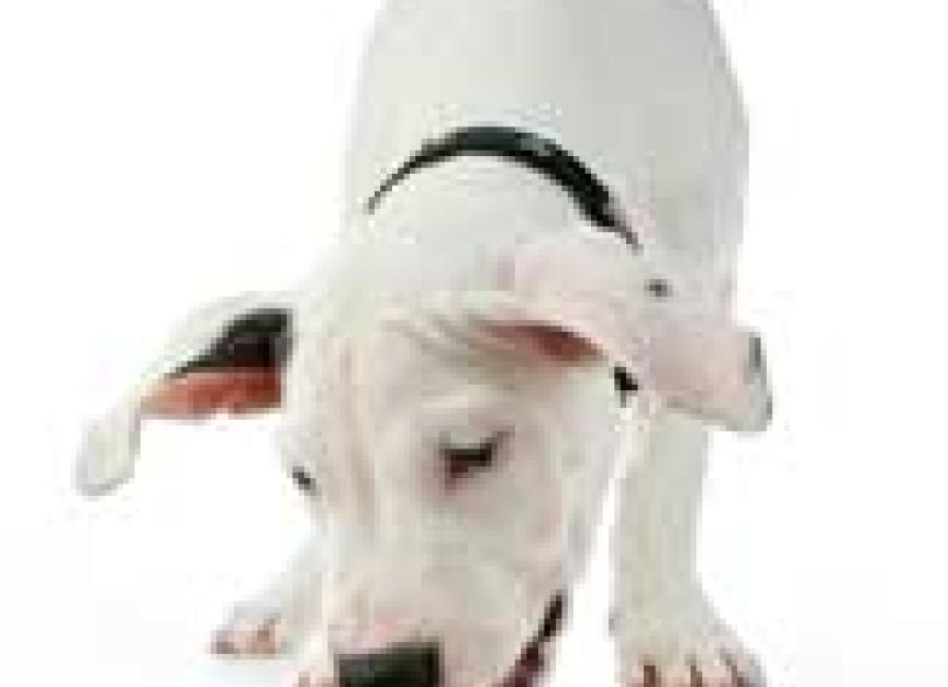 Meeting the Nutritional Needs of Dogs with Exocrine Pancreatic