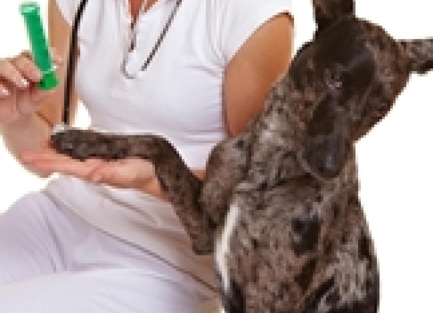 Canine Vaccination Series: Part 1