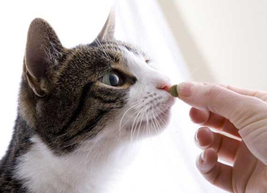 managing-liver-disease-in-cats-with-nutritional-supplements-petmd