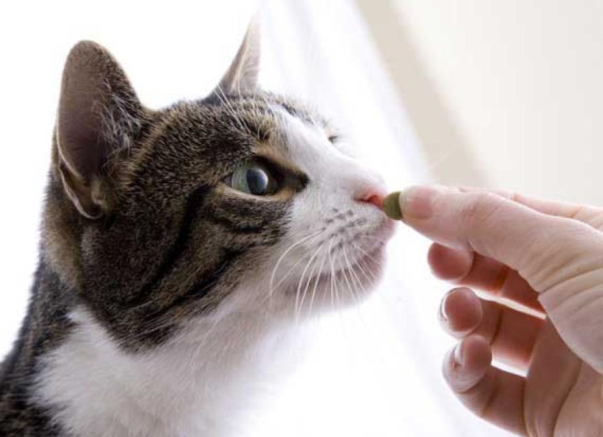 Managing Liver Disease in Cats with Nutritional Supplements PetMD
