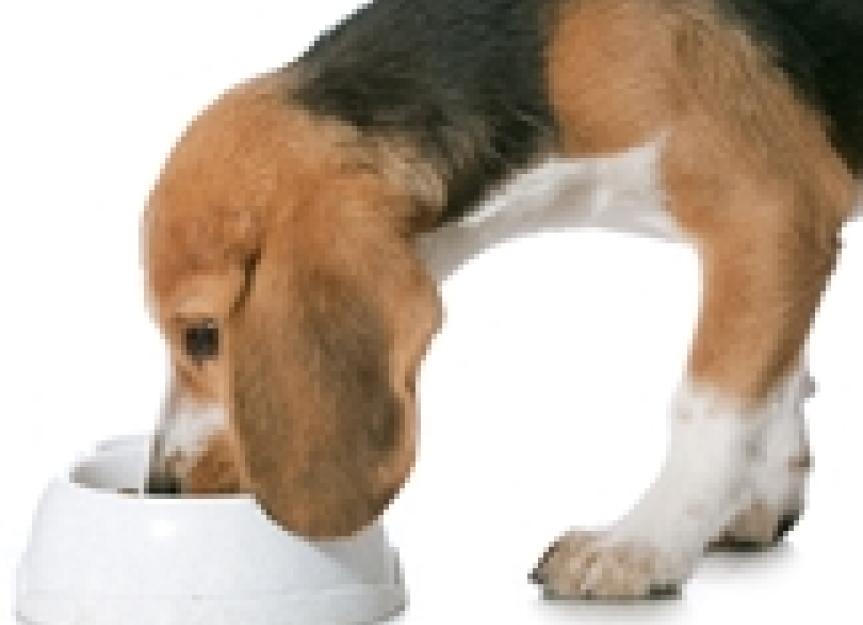 Raw Pet Foods Found to Have High Rates of Contamination