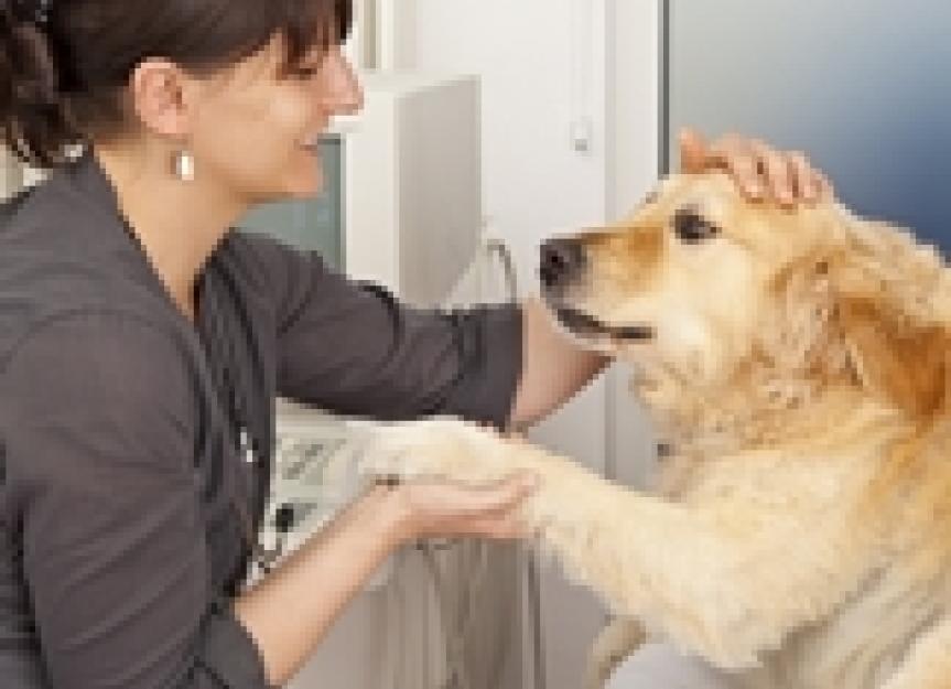 How the Veterinary Field has Dramatically Changed in 150 Years PetMD