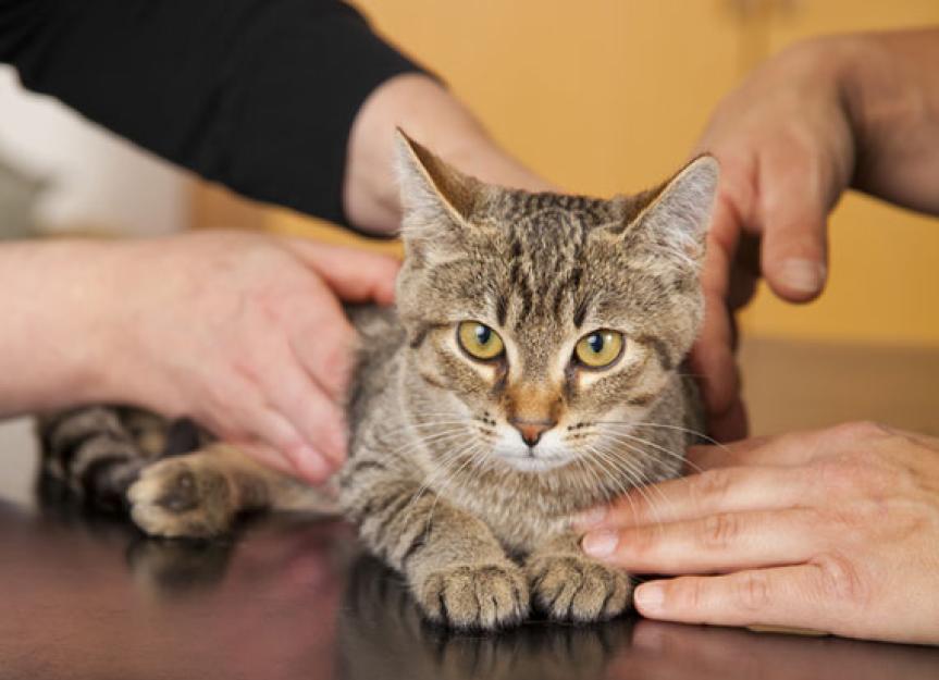 A Better Method for Diagnosing Kidney Disease in Pets