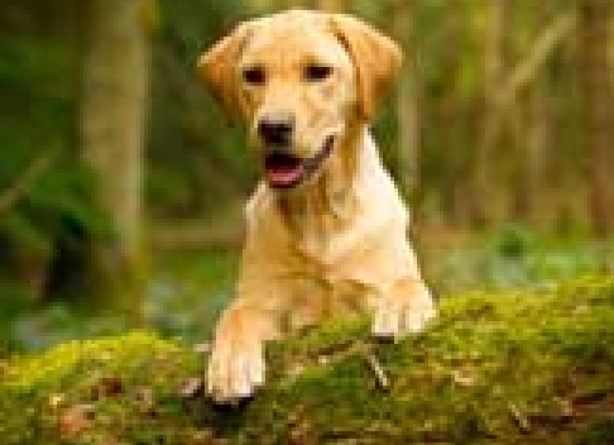 The History and Use of Herbal Medicine and its Use Today for Pets