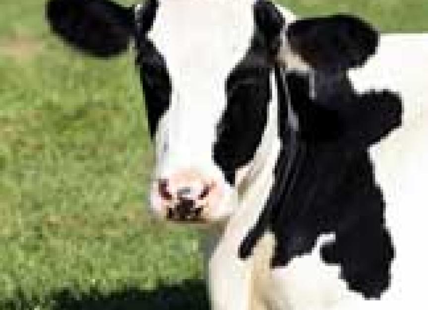 Milk Fever in Dairy Cows PetMD