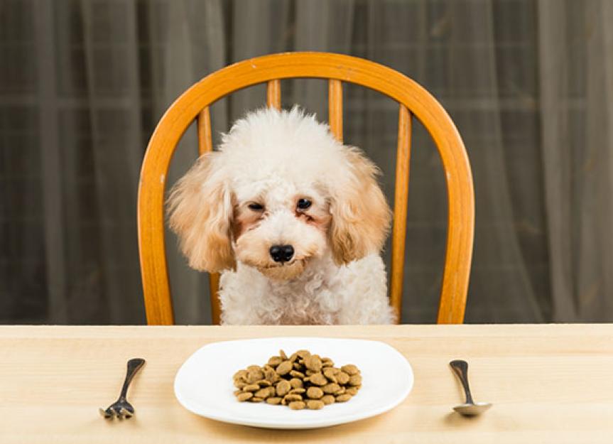 can changing a dogs food make them sick