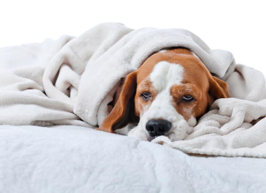 what causes dogs to have upset stomach