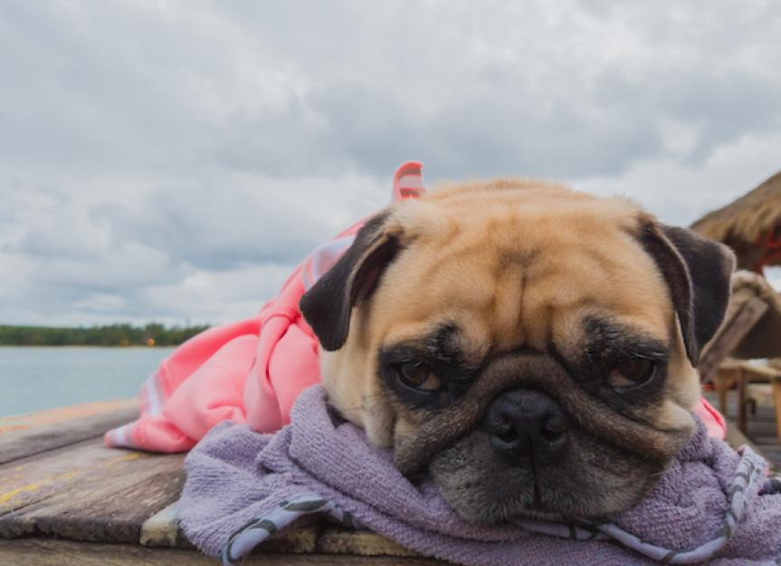 What to Do if Your Pet Gets Sick or Injured on Vacation