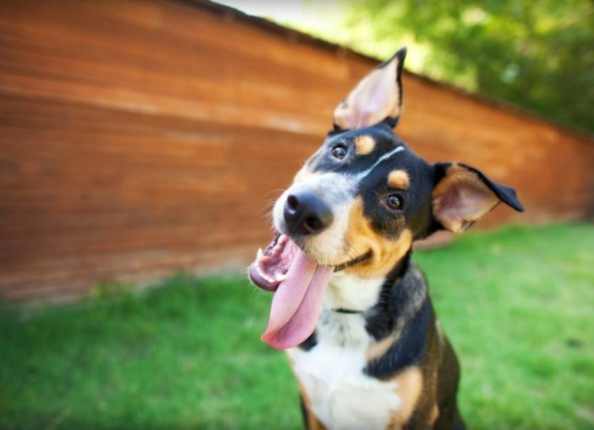How Much Does a Dog Teeth Cleaning Costs? PetMD