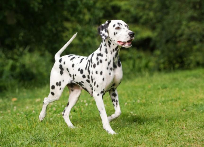 are white dogs prone to skin cancer