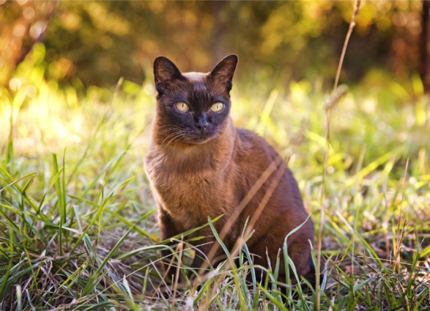 Skin Disease, Autoimmune (Pemphigus) in Cats PetMD