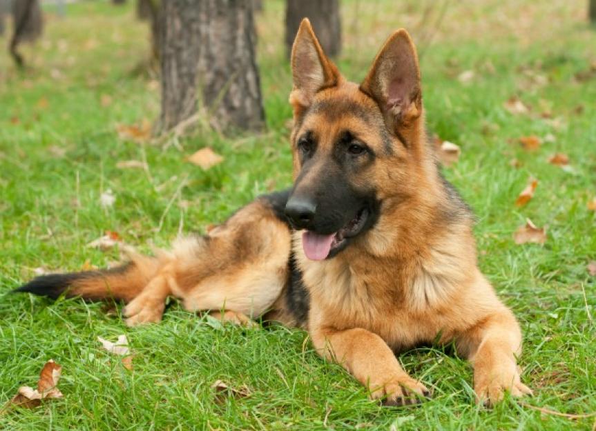 Skin Infections and Loss of Skin Color Disorders in Dogs | PetMD
