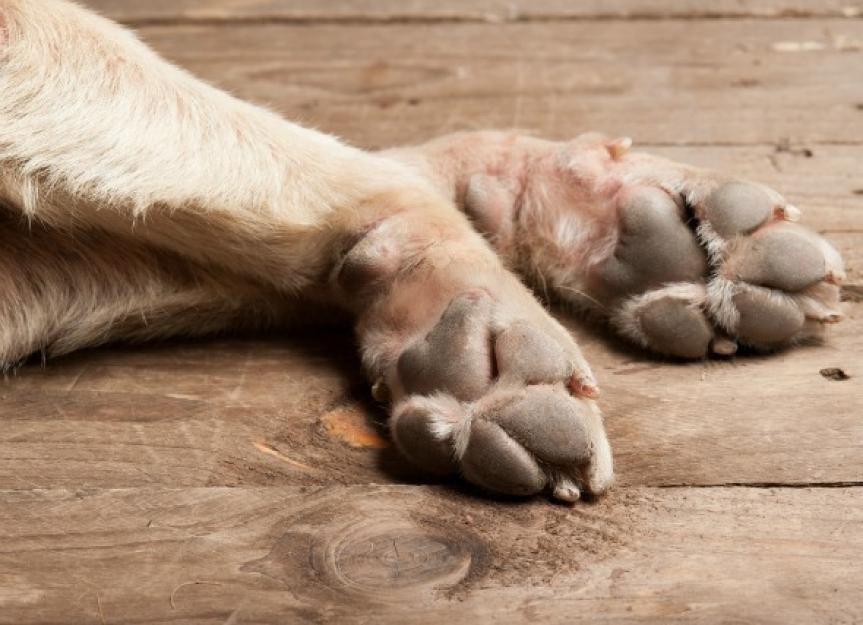 how to clean bulldog feet