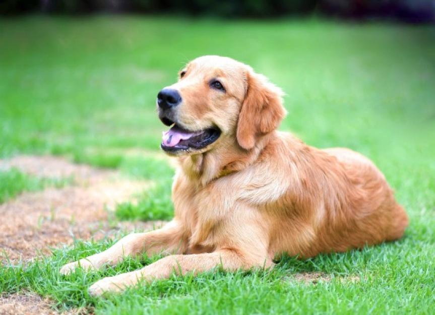 Skin Rash Due to Contact with Irritants in Dogs