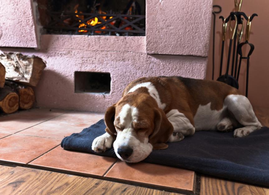 What To Do When Your Dog Sleeps All Day