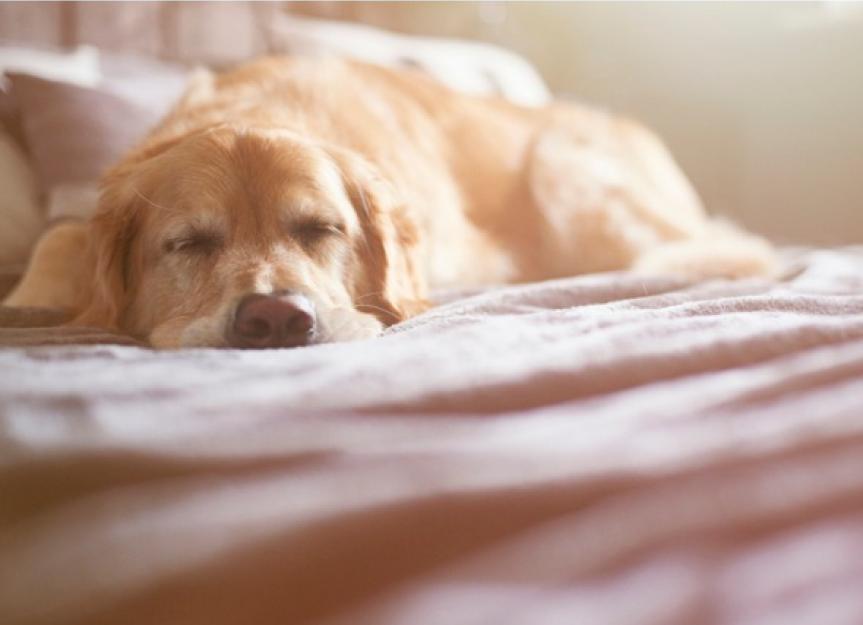 Are There Signs That a Dog is Dying From Cancer? - PetMD