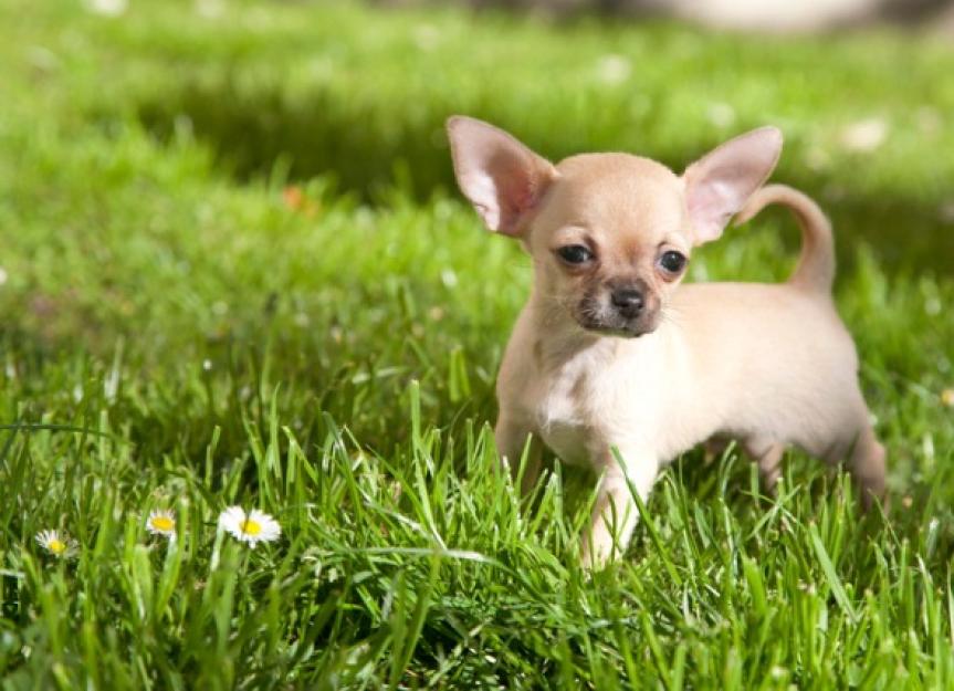 Why Do Dogs Shake, Shiver, or Tremble? PetMD