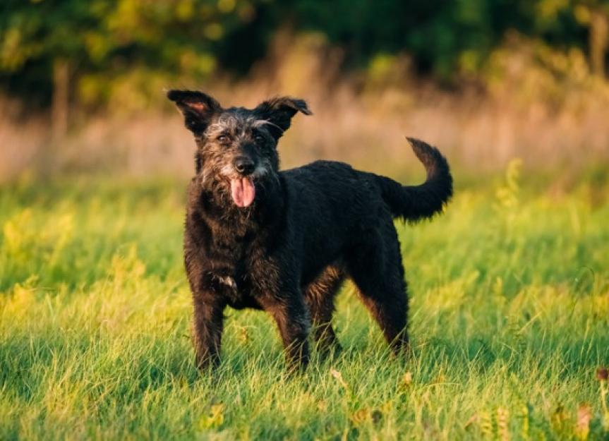 A Vet Talks About the Best Ingredients for Joint Supplements for Dogs