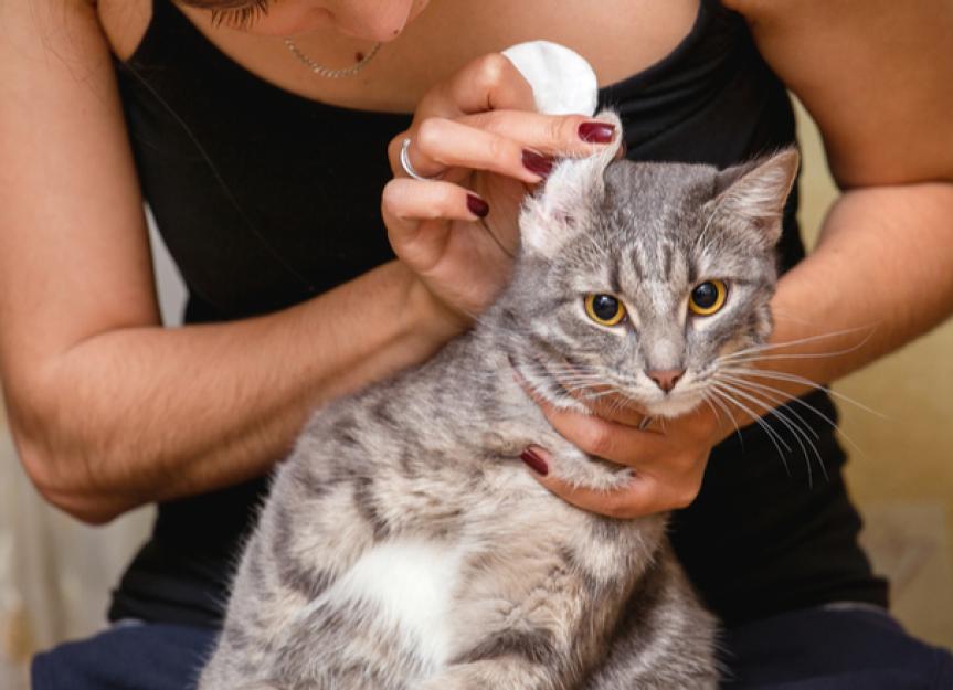 What Causes a Cat to Smell Bad Why Does My Cat Smell Bad PetMD