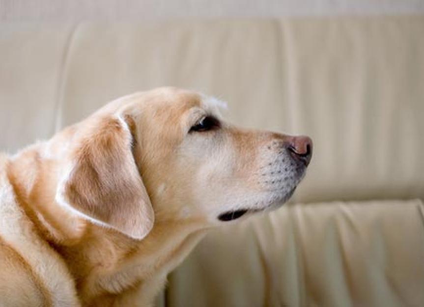 Does Your Dog Smell Like… Dog? PetMD
