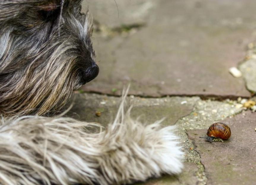 Snail, Slug Bait Poisoning in Dogs