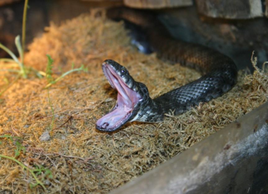 Respiratory Infections in Reptiles PetMD